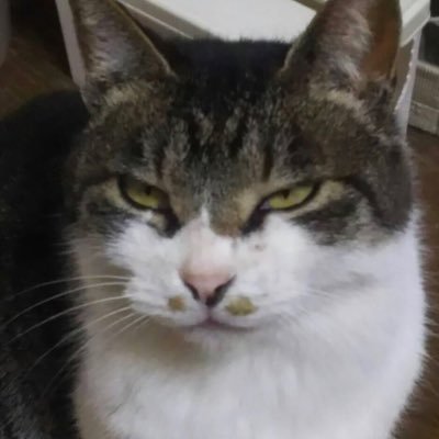 幻のシマウマさんのプロフィール画像