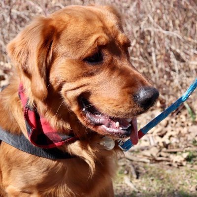 DeadheadLocks's profile picture. 