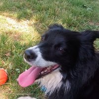 DoraCollieDog(@CollieDora) 's Twitter Profile Photo