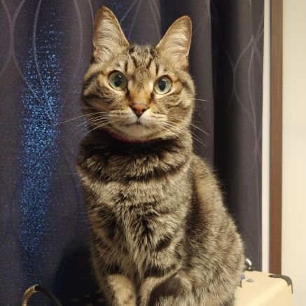 京都在住 猫好き 格闘技好き 唯一続いてるギターは24年目 相棒はes335と楓MOMOSE ホームは自宅のスタジオ セッション好きの父親6年生。