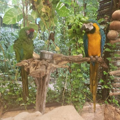 AmazeLady8's profile picture. Conservative. Straight up from the NC!! all day eerday💯 tweet tweet!! ❤