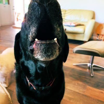 OfVegitables's profile picture. Have given my life to renegade vegetable progress. Tending AntifaGarden since Stubby’s uncle Rick had his parole revoked. ret. ICU RN. Fvck Gary in HR!