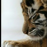🐯寅 (@b586e4fe0b94471) 's Twitter Profile