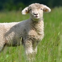 rararamsha's profile picture. idk how this works 🇵🇰