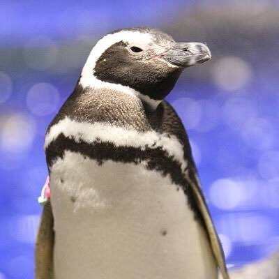 南極のアイドルのペンギンです。