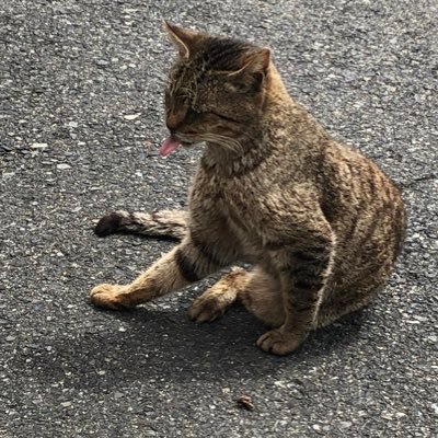 Y13558320's profile picture. ゲーム大好き。最近ようやくゲーミングPC導入しました。PS5.Switch.Steam。