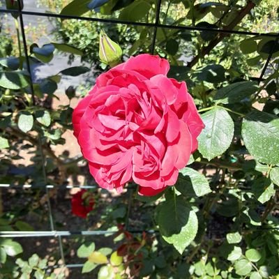 zelchan1943's profile picture. ⭐ライブチャット配信
❤チャットレディ❤️をやってみませんか

🍀18歳から出来、給料は日払い 
🍀時給1～3万、月100万も夢じゃない
🍀男に触れられず、パパ活より安全 
🍀好きな時、バイト感覚で出来る
🍀マスクなど着用で身バレなし 
🍀携帯1つで自宅から出来る

是非連絡ください
#副業　#相互フォロー