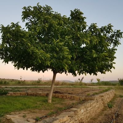 MartintxoElcano's profile picture. 