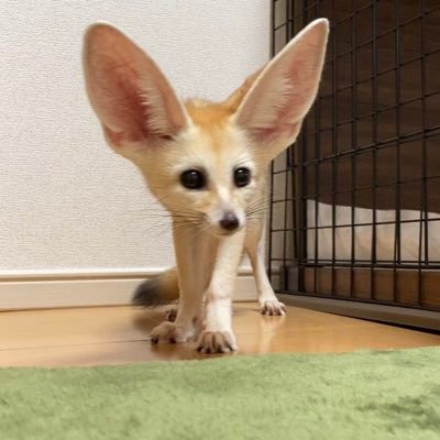 フェネックのカイ君 Fennec Kaikun Twitter