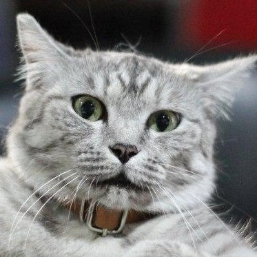 welikucing's profile picture. Kucing Startup🐱
Atasannya CEO. Dalam proses mengakuisisi RRGraph.
Ini pengalamanku sebagai kucing kantor startup. Satu-satunya kucing yang punya perusahaan.