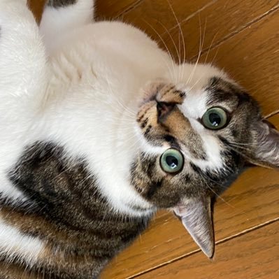 seakarose's profile picture. 私の家の猫は全て由緒正しき野良猫です