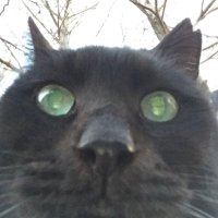 donrannene🍙〔ドンと蘭丸とねね〕 (@donrannene1) 's Twitter Profile Photo