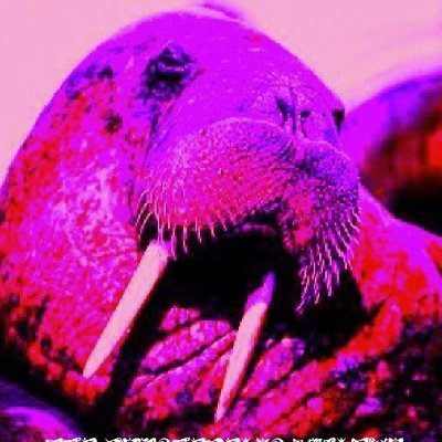 WalrusFPGA Profile Picture