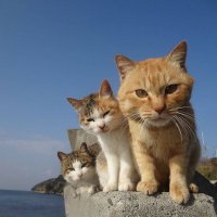 えってぃ* (@j0lpzz0ezqa4zuv) 's Twitter Profile