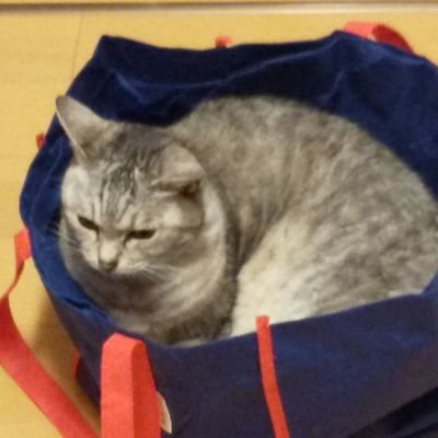 猫好きのアラフィフです😄
政権交代を強く望む！自民党政権を終わりにしよう！
多くの方の考え方を知ることで、勉強させていただきたいと思っています。
気ままに呟きます。乱入、無言フォローお許しください🙏