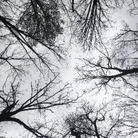 Silviculture at Mississippi State University (@silviculture) 's Twitter Profile Photo Silviculture at Mississippi State University (@silviculture) 's Twitter Profile Photo