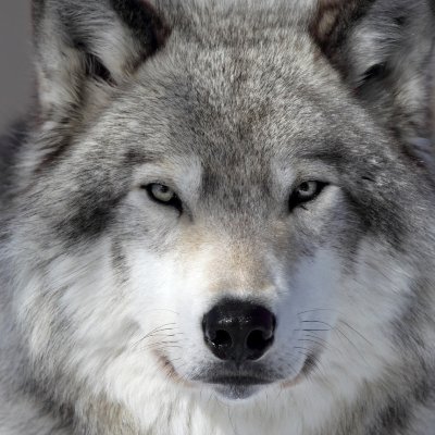 DaiSpiel's profile picture. Beginner Daygamer. Throwing my hat in the ring. Hit about 300 approaches before lockdown put that to a quick sudden stop.  This is my journey.