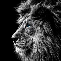 HugoBlack83 (@hugo_black83) 's Twitter Profile