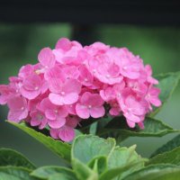 Elizabeth Greaves (@egreavesthd) 's Twitter Profile
