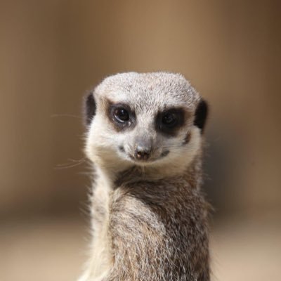 icareasd's profile picture. Standing up for those who can’t ASD/ADHD/LD. just because you can doesn’t mean you should. Views are my own