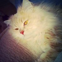 wolf den (@wolfsden2012) 's Twitter Profile