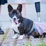 Piaget_Corgi's profile picture. I is Piaget. Piaget mommy & dad say I is Pemm-bro Kwell Shakorgee. Dey also call Piaget 'Rabid Skunk'
O, an I haz a blak kat. I nameded hers 'Froyd'