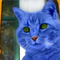 Gatoazul(@blueecato) 's Twitter Profile Photo