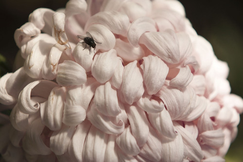 Simply_Elegant's profile picture. I'm a dad just trying to make his little girls happy