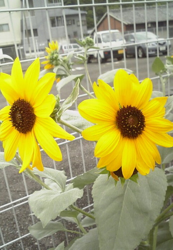 fooooominmin's profile picture. 