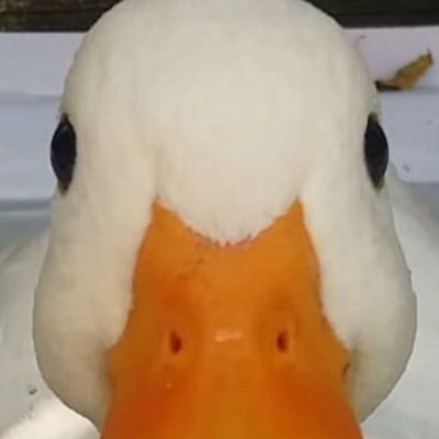 I’m not Dolandark I just like ducks