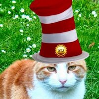 Ginger Cat (@mrgingercat) 's Twitter Profile