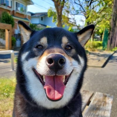 ツイッター初心者🔰ですもうすぐ4歳になるくくくんと暮らし、将来は保護犬🐕の活動に関わっていきたい😃