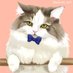 ã¿ãã³ïŒäºå¹ã®ç«ãã¡ (@miyabitoneko) Twitter profile photo ã¿ãã³ïŒäºå¹ã®ç«ãã¡ (@miyabitoneko) Twitter profile photo