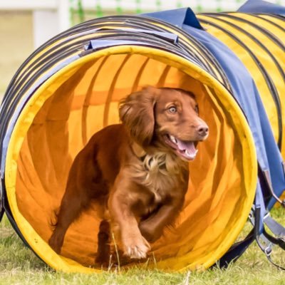 Devon based artist and dog trainer, with pint pulling abilities