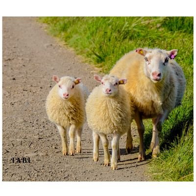 feedandbelead's profile picture. Discipleship Evangelism - Rev 7:17