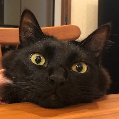 shirouma11's profile picture. 南の島出身のqueer。