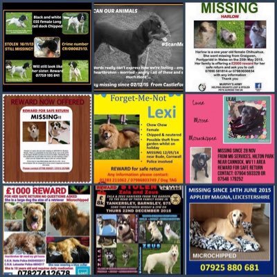 All tweets welcome for #missing #stolen #Animals #ZalaandZeus #FindOllie #FindPup #FindHarlow #Getskyhome #EndBSL #RescueDogs #cats 🐶🐱🐴#PetTheftReform 👍🏼😁