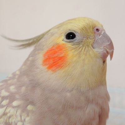 あつしさんのプロフィール画像