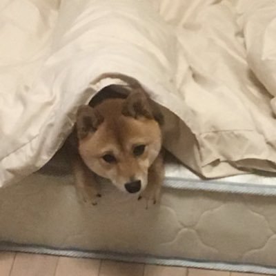 てつさんのプロフィール画像