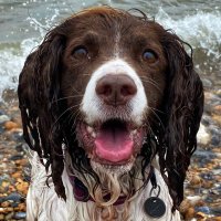 Search Dog Millie(@searchdogmillie) 's Twitter Profile Photo