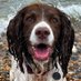 Retired Search Dog Millie (@searchdogmillie) Twitter profile photo Retired Search Dog Millie (@searchdogmillie) Twitter profile photo