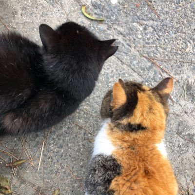 碧南市を中心に野良猫問題に向き合ってます
🐱今ある命を大切に❣️ 不幸な命は増やさない‼️
　TNR-M 一代限りの猫生へのお手伝い
　譲渡会にて里親探し等日々歩んでます