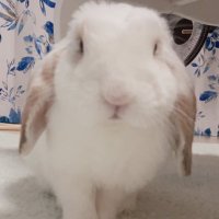 𝚔𝚞𝚛𝚞𝚖𝚒 (@usagimochi10) 's Twitter Profile Photo 𝚔𝚞𝚛𝚞𝚖𝚒 (@usagimochi10) 's Twitter Profile Photo