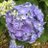 Hydrangea_flg