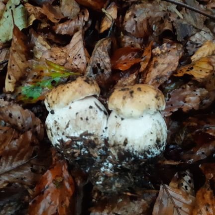 Samuele84710252's profile picture. senz'acqua non c'è resa