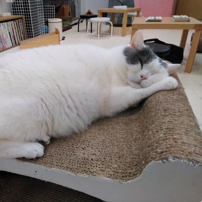 xachi_yo's profile picture. Web制作のコーダーやWeb開発のPHPerかーらーの40代でJavaプログラマに転職。Reactもやってます。