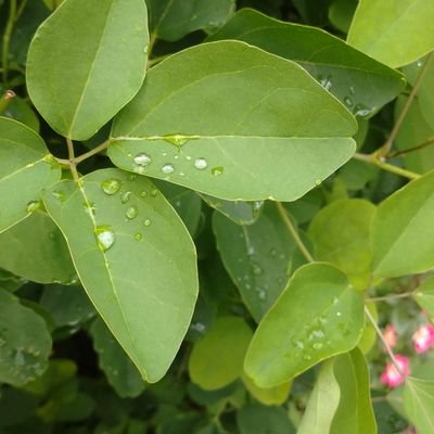 勝手気ままな文字書き。
コーヒーとチョコレートがすき。
雨上がりの草花を見るのがすき。
ゆるく養生がんばりたい⬅new