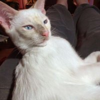 Beverly Mullineaux (@kyara1bev) 's Twitter Profile