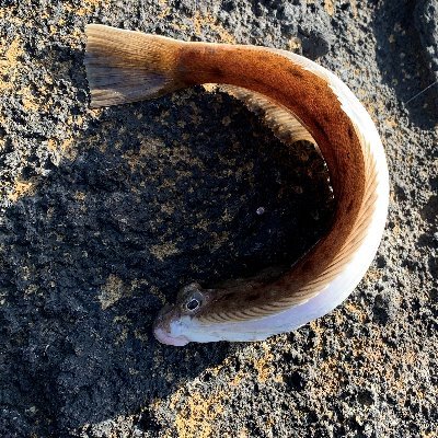 xxxmoyasixxx's profile picture. アウトドアの人　最近VR関連も