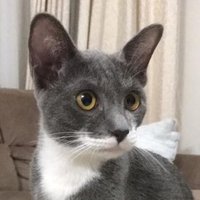 戴忠沛 Tai Chung-pui (@taichungpui) 's Twitter Profile Photo 戴忠沛 Tai Chung-pui (@taichungpui) 's Twitter Profile Photo